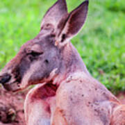 Kangaroo Portrait Profile Art Print