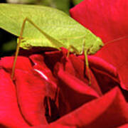 Katydid Insect Crawling On A Rose In A Garden. Art Print