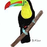 Keel-billed Toucan Day 3 Challenge Art Print