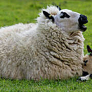 Kerry Hill Sheep, Ewe With Twin Lambs Art Print