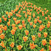 Keukenhof Tulips Art Print