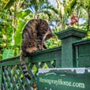 Key West Cats Art Print