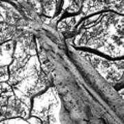 Knobby Trunk Tree Art Print