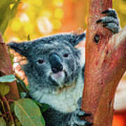 Koalafied Tree Hugger Art Print