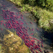 Kokanee Salmon Spawning In Utah Art Print