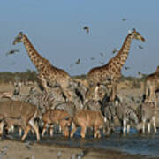 Kudus With Zebras And Giraffes At Waterhole. Etosha National Park. Namibia. Similar To 1232889 And 0208305 Art Print