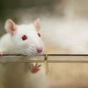 Laboratory Rat With Red Eyes Looks Out Of Plastic Cage Art Print