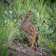 Lady Ptarmigan Art Print