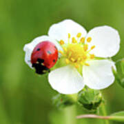 Ladybug On White Flower Macro Art Print
