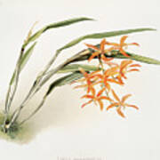 Laella Harpophylla Orchid Art Print