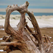 Lake Erie Driftwood Art Print