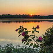 Lake Springfield Hibiscus Sunrise Art Print