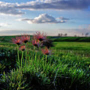 Late Bloomers - 1 Of 2 - Prairie Crocus On Coulee Pasture Hilltop After Blooming Art Print
