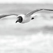 Laughing Gull In Flight Art Print