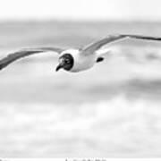 Laughing Gull In Flight-signed Art Print