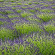 Lavender Fields Forever Art Print