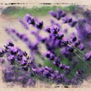 Lavender Spring Art Print