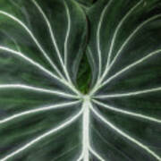 Leaf Vein Detail Art Print
