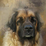 Leonberger Dog Portrait One Art Print