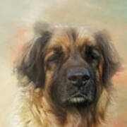 Leonberger Dog Portrait Six Art Print