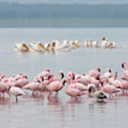 Pink Flamingos Plus One Art Print