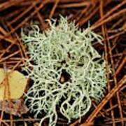 Lichen And Needles Art Print