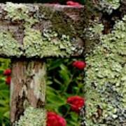 Keeping Company With Lichen Art Print