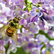 Lilac Bee Art Print