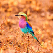 Lilac Breasted Roller Art Print