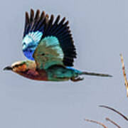 Lilac-breasted Roller In Flight In Botswana Art Print