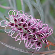 Lilac Grevillea Flower Art Print