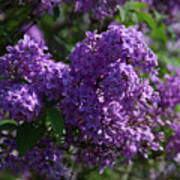 Lilacs At Highland Park Art Print