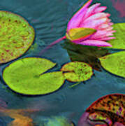 Lily Pads In The Rain With Pink Flower Art Print