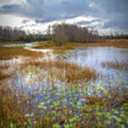 Lilypads In The Marsh Waters Art Print