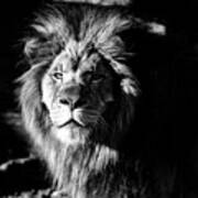 Lion Portrait Bw Art Print