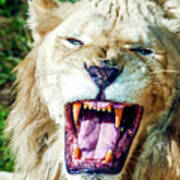 Lion Roar At The Philadelphia Art Print