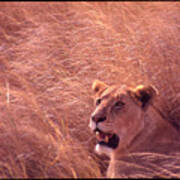 Lioness In Tall Grass Art Print