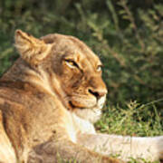 Lioness Lazing In The Klaserie Reserve, Greater Kruger National Park Art Print