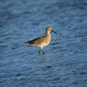 Lit Willet Art Print