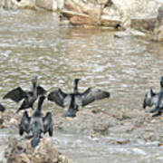 Little Black Cormorants Drying Their Wings Art Print