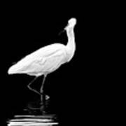 Little Egret Dance In Bw Art Print