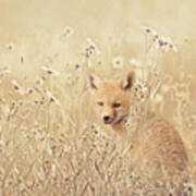 Little Fox In Field Of Wild Flowers Art Print