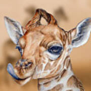 Little Giraffe's Close-up Art Print