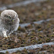 Little Owlet On The Prowl Art Print