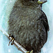 Little Sparrow In Winter Art Print