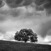 Live Oak Under Stormclouds Art Print
