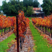 Livermore Vineyard Art Print