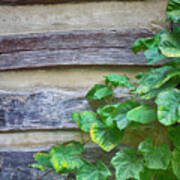 Log Cabin With Grape Vines On Wall Art Print