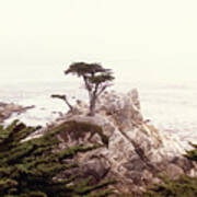 Lone Cypress Ca Art Print