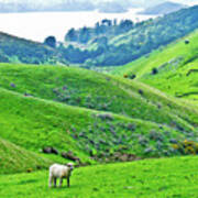 Lone Sheep In Dunedin, New Zealand Art Print